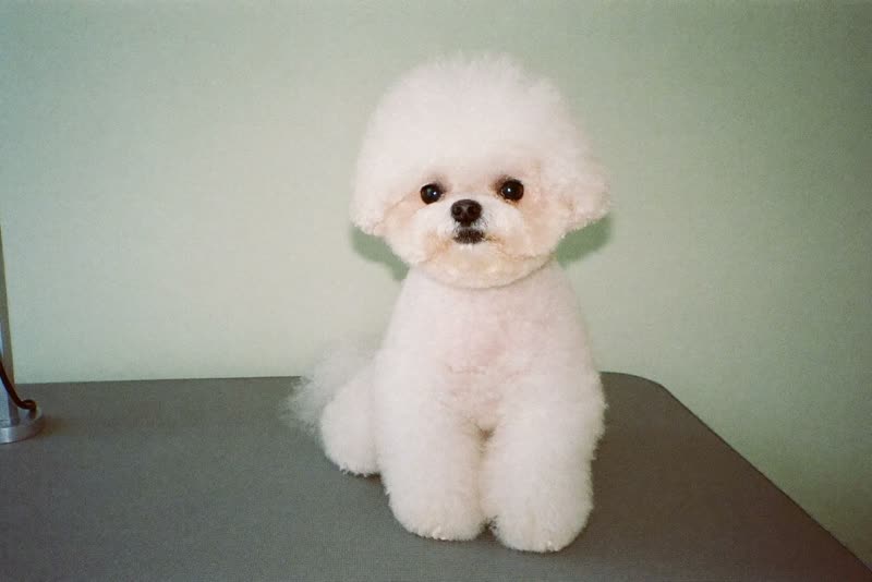 A freshly groomed small dog sitting on a grooming table