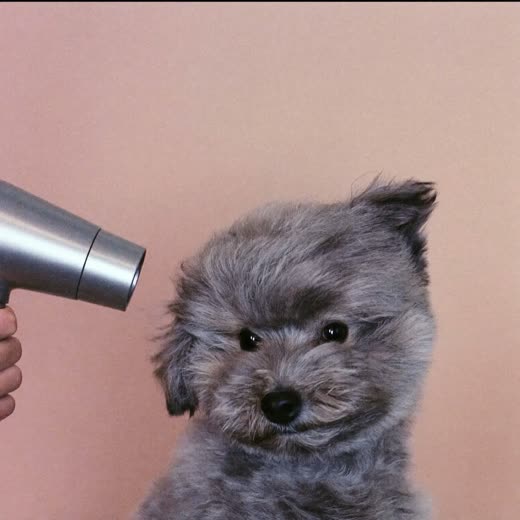 A small dog having its coat blow-dried, fur lifted by the warm air