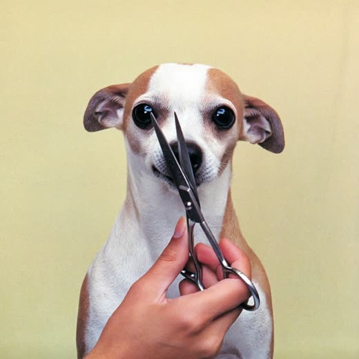 Scissors trimming the fur around a small dog's face
